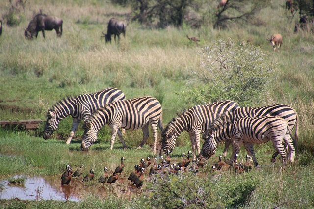 safari